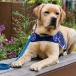 L’hôpital Jean Verdier à Bondy, premier hôpital de l’AP-HP de France à accueillir un chien d’assistance judiciaire