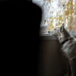 La cour d’appel d’Aix-en-Provence s’unie avec la CNDA pour une meilleure prise en charge des animaux battus