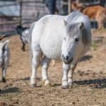 SÉRIE « JUSTICE ET MÉDIATION ANIMALE » (2). Quand des animaux de ferme au passé difficile aident les détenus à se réinsérer