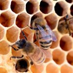 Des abeilles noires ont emménagé sur le toit du tribunal judiciaire de Créteil