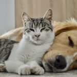 Dans le droit notarial, « l’animal est complétement délaissé&nbsp;»