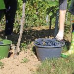 Entre bénévolat et travail déguisé, quel cadre juridique pour le wwoofing ?