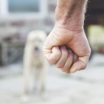 Maltraitance animale : les mises en cause pour abandon explosent, les peines de prison reculent