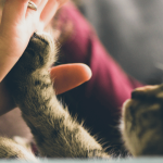 Divorce et animaux de compagnie : une équation pas si simple