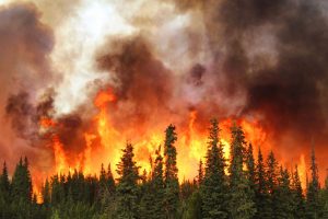 Image incendie de forêts