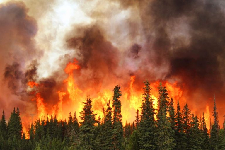 Image incendie de forêts