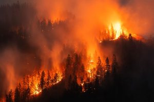 Image de feu de forêt