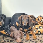 Trafic de chiots en Essonne : la procureure d’Evry requiert la prison ferme contre la principale prévenue