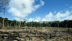 L’étude d’impact à l’aune de la réforme de l’évaluation environnementale 