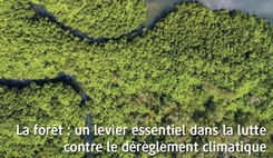 La forêt : un levier essentiel dans la lutte contre le dérèglement climatique  
