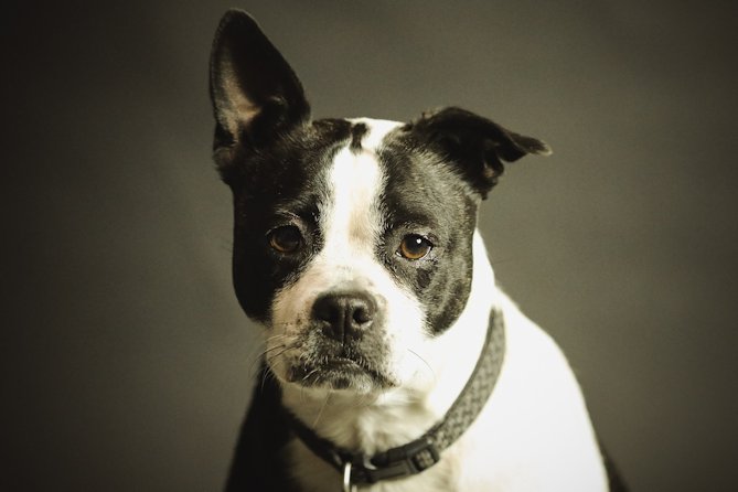 TRIBUNE. Proposition de loi contre les colliers étrangleurs et électriques pour chiens et chats : mieux que la fin de certains matériels, à quand la fin de certaines méthodes ?