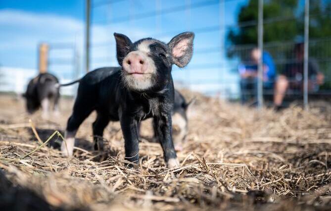 INTERVIEW. « Un pas en faveur de l’amélioration de la manière de traiter les animaux en amène souvent un autre »
